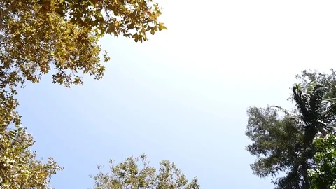 Tree and Sky View from the Ground Stock Footage