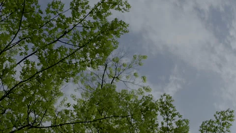 Tree and Sky View from Ground Stock Footage 277423435