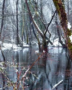 Tree and small lake in winter Stock Photos