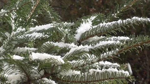 Tree and snow with audio Stock Footage 1160531