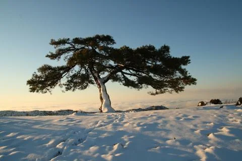 Tree and snow, during winter Stock Photos