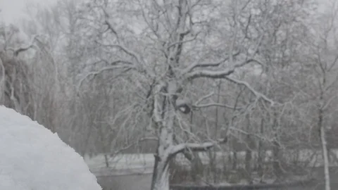 Tree and Snow 스톡 동영상 83986043