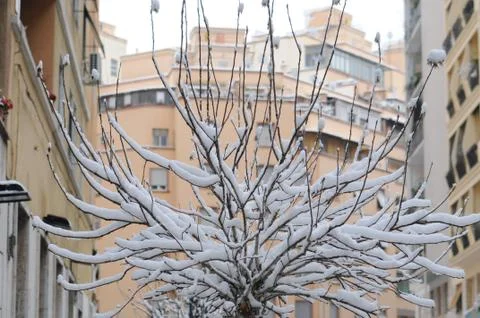 Tree and snow Photos