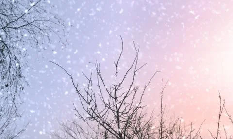 Tree And Snow Stock Photos