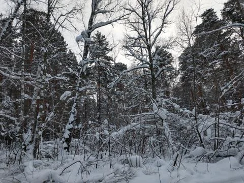 Tree and snow Stock Photos