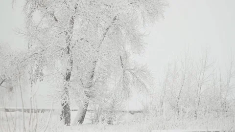 Tree and snowfall in the winter park Stock Footage 107328962