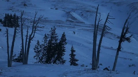 Tree and snowy landscape during winter Stock Footage 83866865