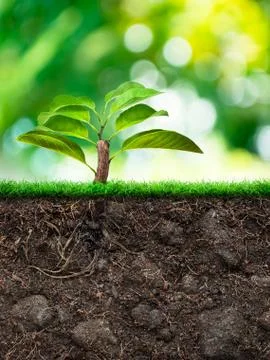 Tree and Soil with Grass Stock Photos