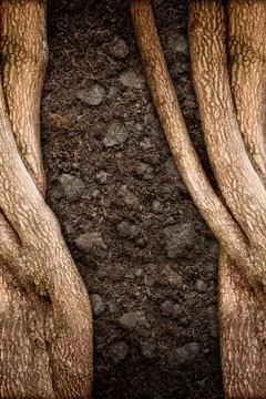 Tree and soil texture Stock Photos