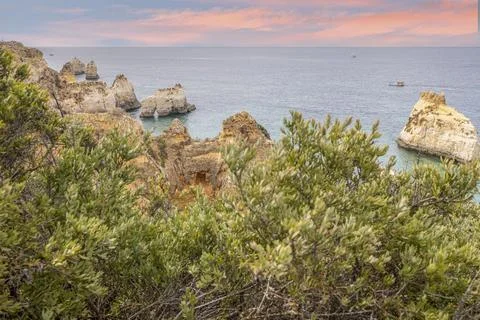 A tree and some rocks are in the water near some trees Fotos Stock