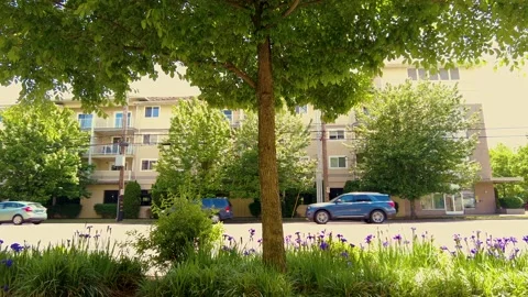 A Tree and Some Traffic Stock Footage 154726727
