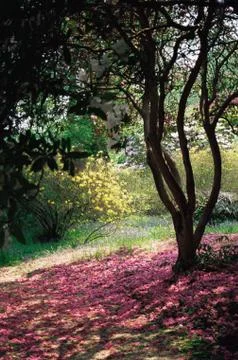 Tree and spring blossom Stock Photos