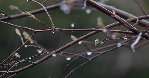 Tree And Spring Showers Stock Footage 88603248