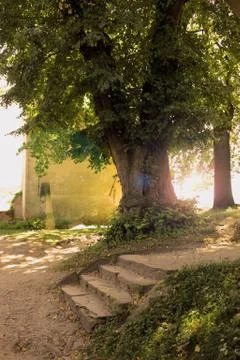 Tree and stairs Stock Photos