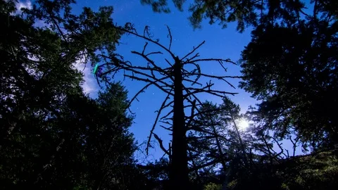 Tree and Star Night Time-lapse - 4K 스톡 동영상 74482945