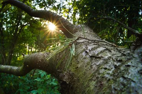 Tree and summer sunset in the forest. Stock Photos