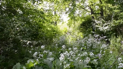Tree and the Sun 2 Stock Footage 96183230