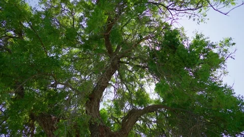 Tree and Sun in 4K Stock Footage 243134397