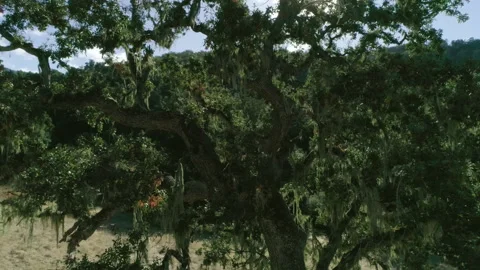 Tree and sun in background Vídeos de archivo 139051104