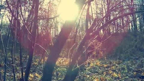 Tree and Sun Video stock 82023011