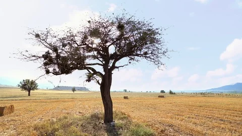 Tree and sun Stock Footage 94169323