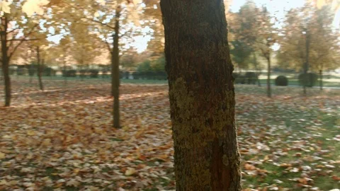 Tree and Sun Stock Footage 96746064