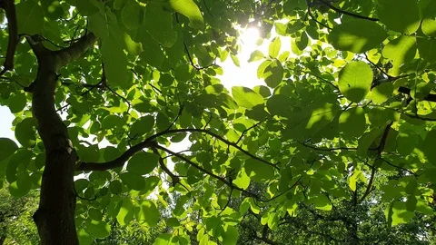 Tree and sun 스톡 동영상 110859787