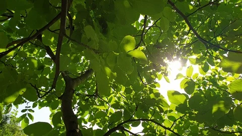 Tree and sun Stock Footage