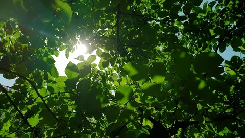 Tree and sun 스톡 동영상 110861387