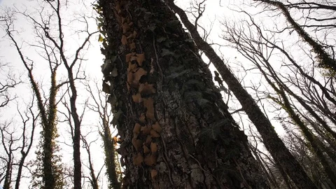 A tree and the sun Stock Footage 127665654