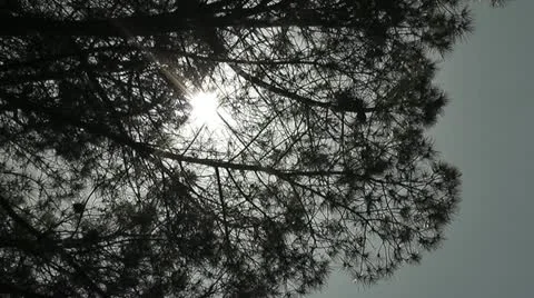 Tree and Sun - HD1080 Video stock 11146913