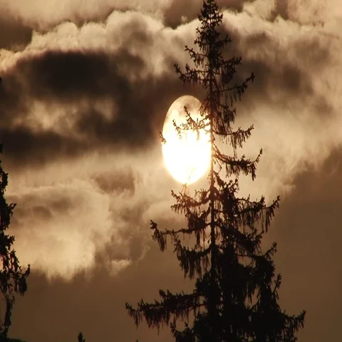 Tree and sun is hiding behind clouds Stock Footage 69519890