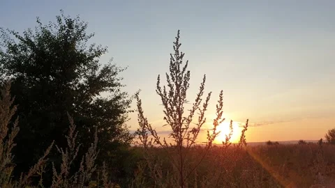 Tree and sun landscape meadow, rural scene Vídeo Stock 139297905