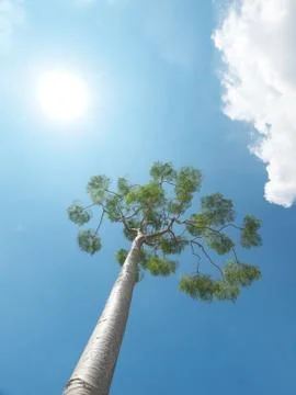 Tree and sun Stock-Fotos