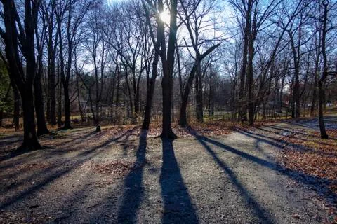 Tree and Sun Foto stock
