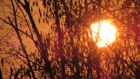 Tree and sun Stock Photos