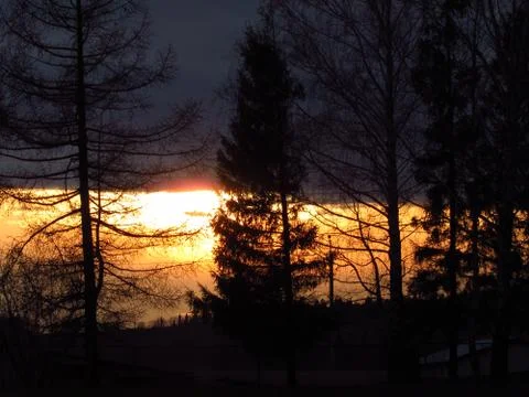 Tree and sun Stock Photos