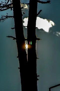 Tree and sun Stock Photos