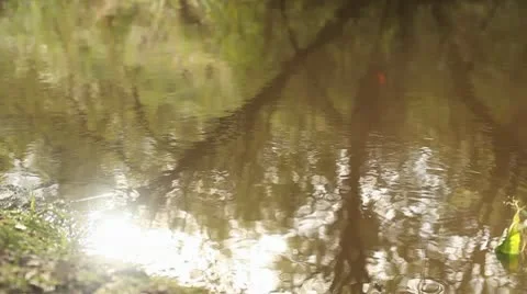 Tree and sun reflections in flowing river Stock Footage 10700134