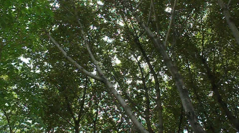 Tree and the sun shining through the trees. Stock Footage 24829687