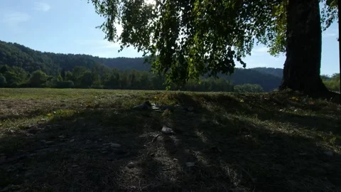 TREE AND SUN IN SUMMER Stock Footage 159736714