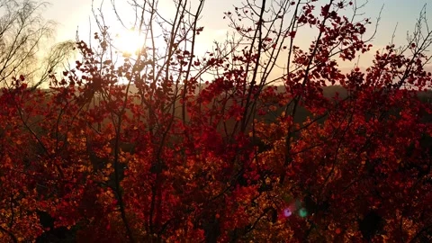 Tree and sunset Stock Footage 288032644