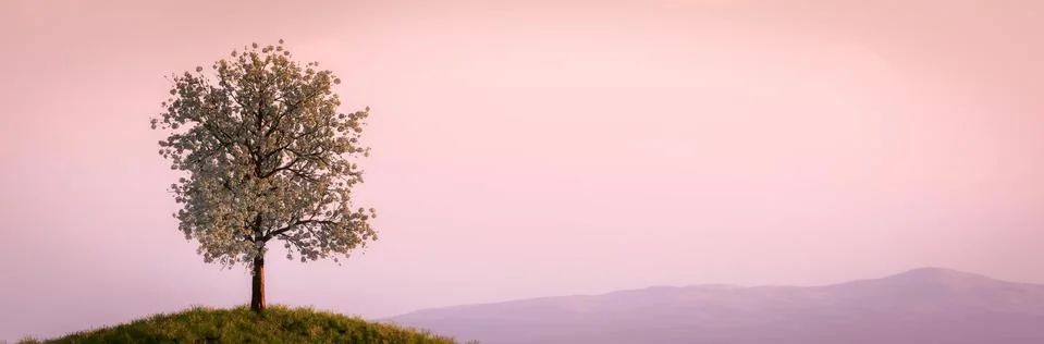 Tree and sunset Stock Illustration