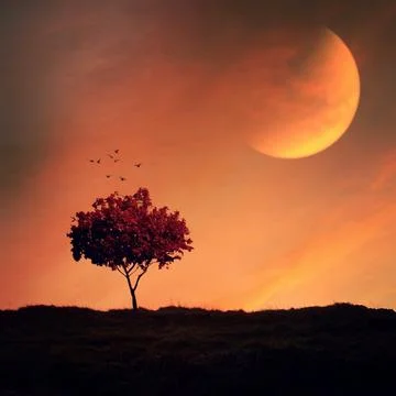 Tree and sunset in the nature with large composite moon Stock Photos
