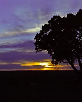 Tree and Sunset Stock Photos