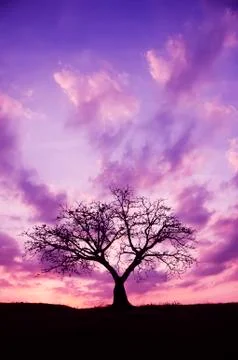 Tree and sunset Stock Photos