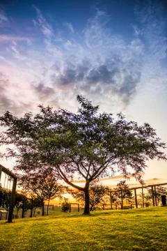 Tree and sunset Stock Photos