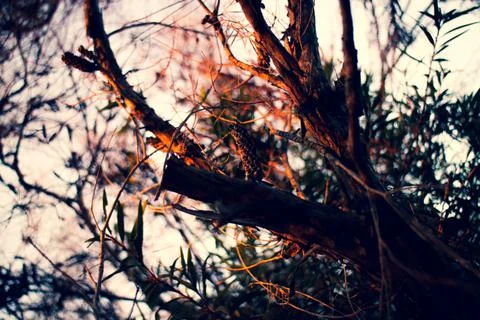 Tree and Sunset Stock-Fotos