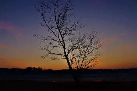 Tree and sunset Stock Photos