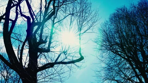Tree and sunstar Stock-Footage 331655851